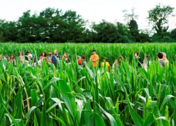 agosto-aperto-il-labirinto-di-mezzago-mb