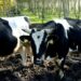 martina-preannuncia-battaglia-sul-latte