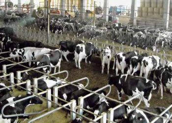 latte-italiano-continua-il-momento-difficile