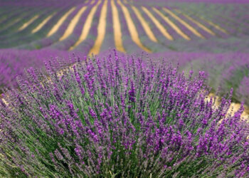 economia-e-pil-in-recupero-grazie-ad-agricoltura-e-industria