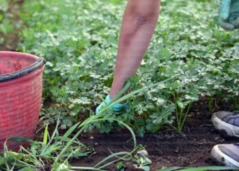 lotta-al-lavoro-nero-nei-campi-con-la-rete-del-lavoro-agricolo