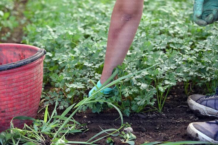 lotta-al-lavoro-nero-nei-campi-con-la-rete-del-lavoro-agricolo