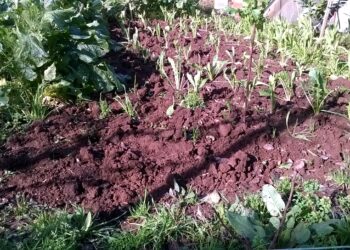 legge-di-stabilita-le-decisioni-a-favore-dellagricoltura