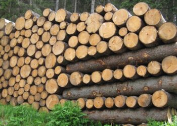 il-mondo-si-mobilita-contro-il-commercio-del-legno-illegale