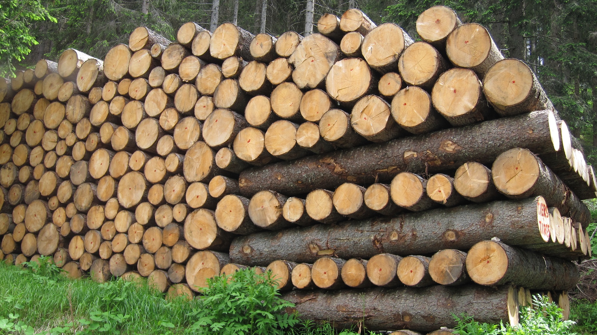 il-mondo-si-mobilita-contro-il-commercio-del-legno-illegale