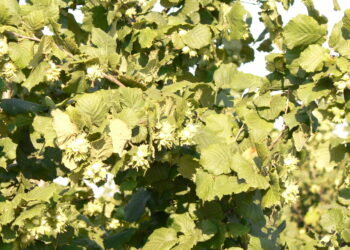 roma-lezione-sul-tetto-al-liceo