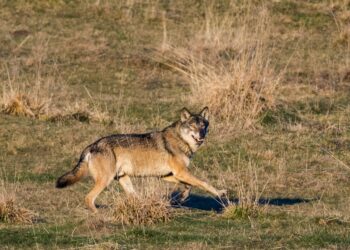 bologna-il-cai-illustra-la-convivenza-con-il-lupo-in-montagna