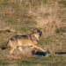 bologna-il-cai-illustra-la-convivenza-con-il-lupo-in-montagna