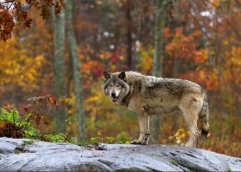 wwf-giornata-della-biodiversita-gia-dimenticata