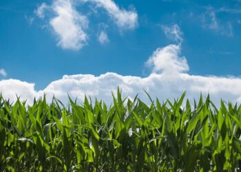 conflitto-russo-ucraino-litalia-aumenta-la-produzione-agricola