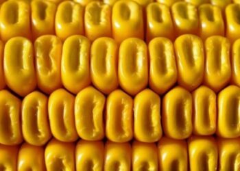 mais-ogm-syngenta-sanzionata