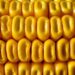mais-ogm-syngenta-sanzionata