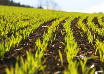 ogm-la-corte-di-giustizia-europea-si-esprime-sul-mais-di-fidenato