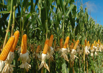 italia-si-produce-sempre-meno-mais