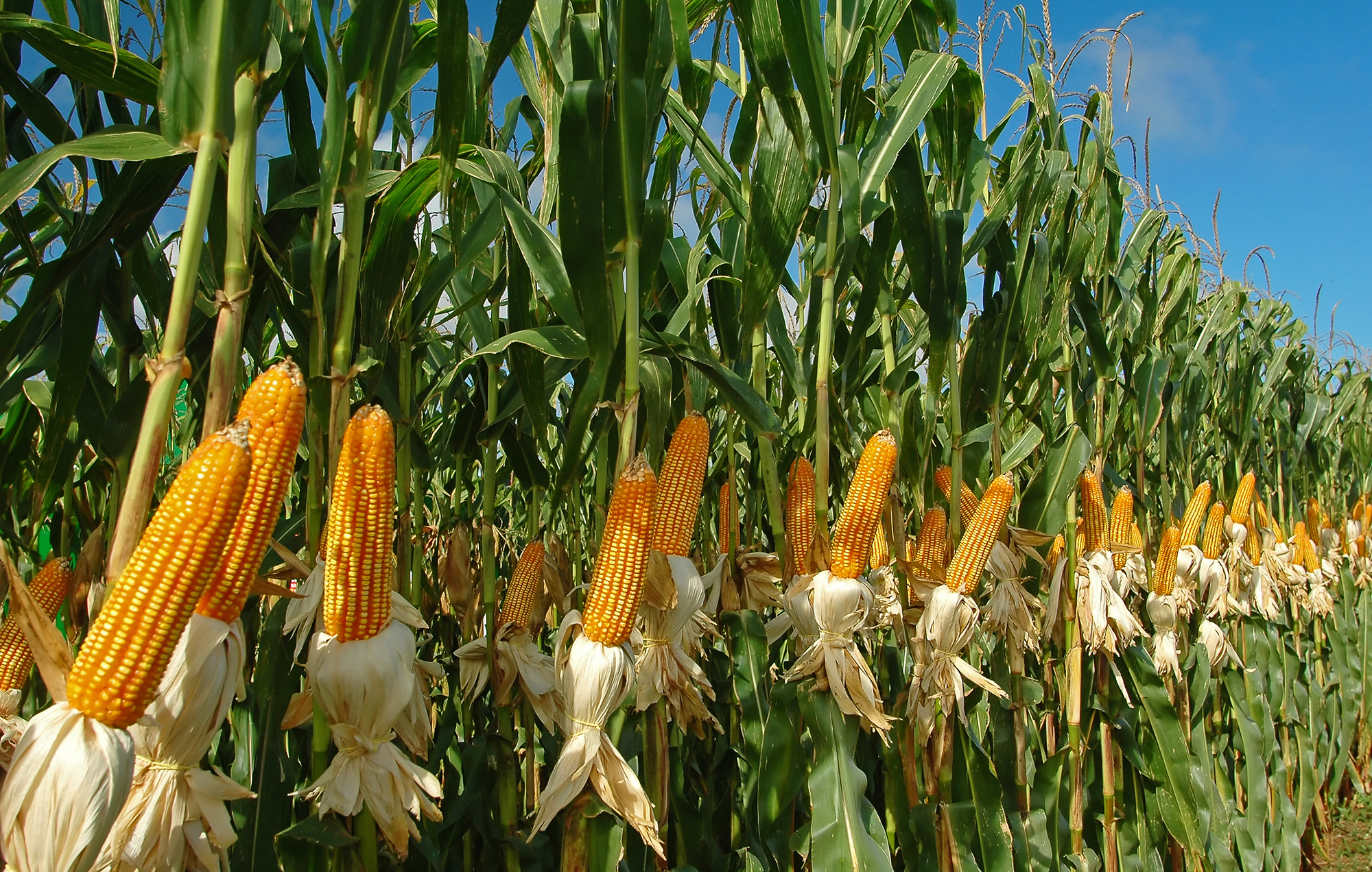 italia-si-produce-sempre-meno-mais