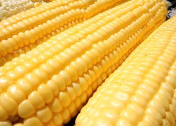 ogm-europa-indecisa-sul-mais-transgenico