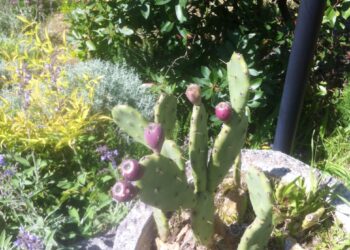 lo-studio-tutti-i-mali-dellagricoltura-italiana