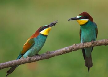 il-mare-protetto-delle-terre-di-pisa