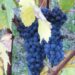 al-via-il-registro-telematico-del-vino