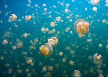 laghi-alpini-con-le-meduse