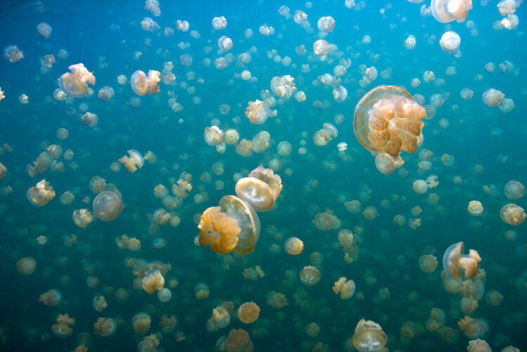 laghi-alpini-con-le-meduse