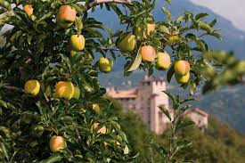 almeleto-viaggio-nel-cuore-della-mela
