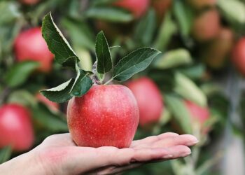 Italia seconda in Europa per produzione di mele