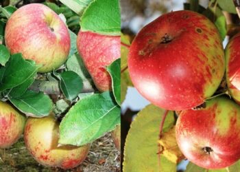 alla-scoperta-delle-virtu-salutari-di-due-antiche-varieta-di-mele-toscane