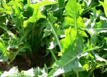 agricoltura-mercati-ancora-attendisti