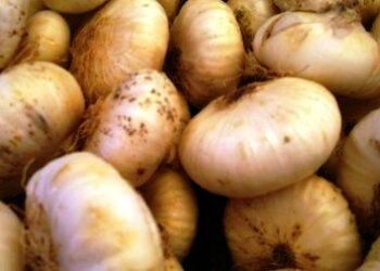 A giugno mercati agricoli più "riflessivi"