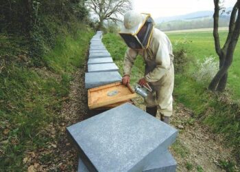 miele-italiano-crisi-in-arrivo