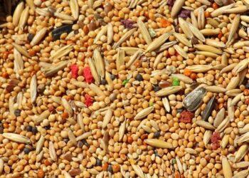 il-2023-nominato-lanno-del-miglio