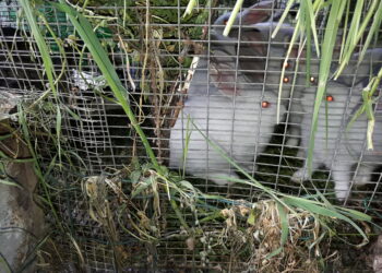 pronto-il-decreto-per-il-riordino-della-zootecnia