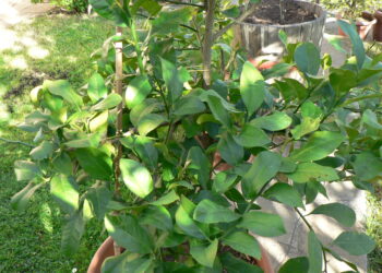 litalia-studia-il-miglioramento-genetico-delle-colture