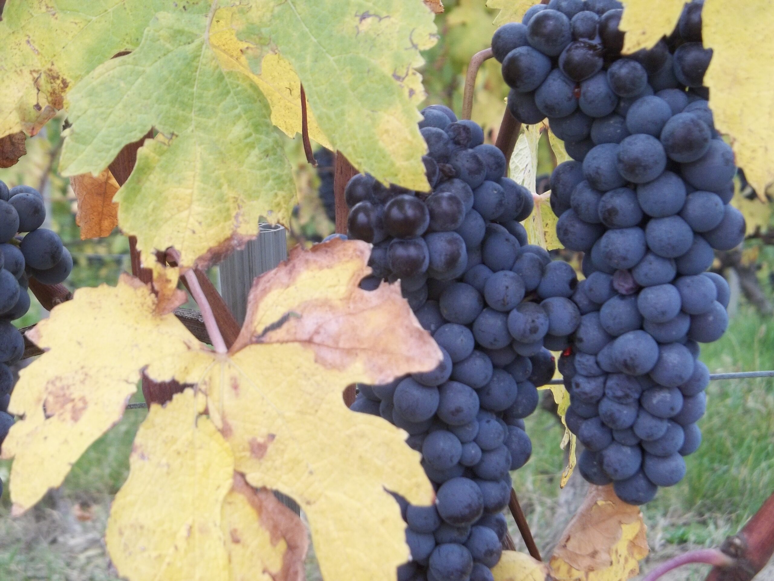 il-futuro-del-vino-italiano-in-america-nelle-mani-dei-millennials