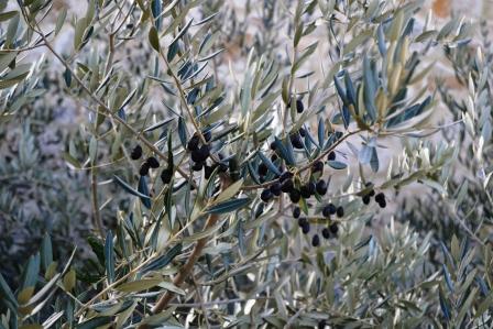 a-lodi-si-studia-lolio-doliva-monocultivar