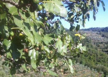 stati-generali-della-montagna-uci-presente