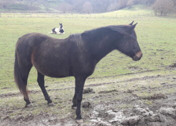 montichiari-bs-tutti-gli-animali-della-fattoria