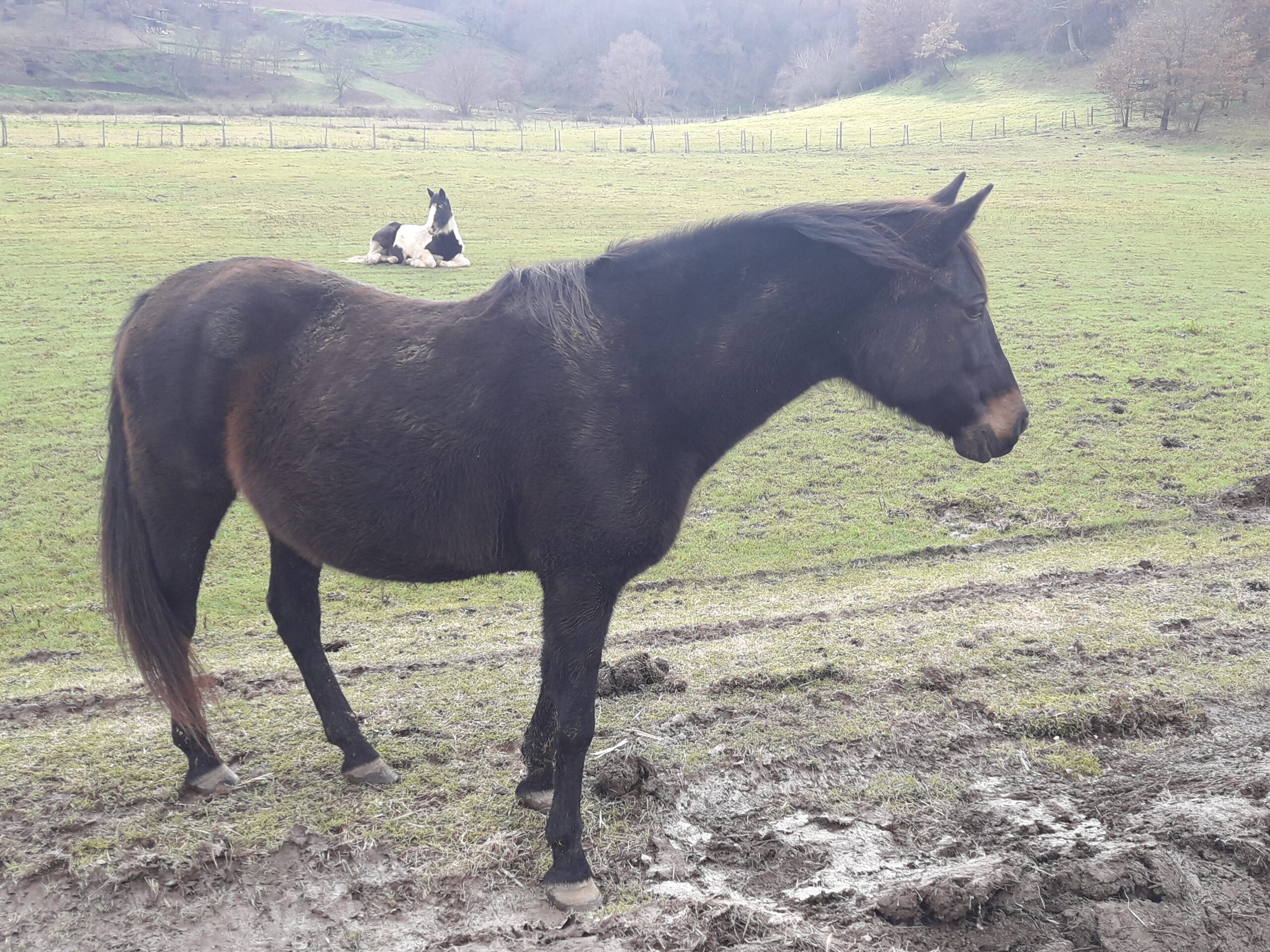 montichiari-bs-tutti-gli-animali-della-fattoria