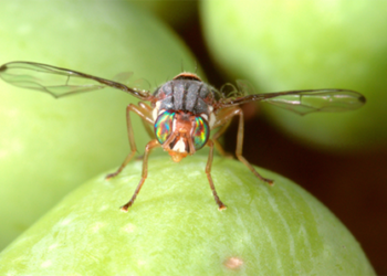 pisa-la-strategia-per-combattere-la-mosca-delle-olive