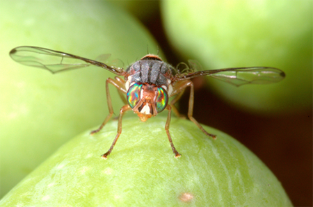 pisa-la-strategia-per-combattere-la-mosca-delle-olive