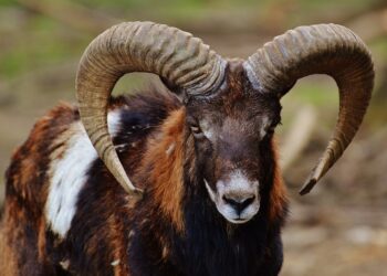 salvi-i-mufloni-del-giglio