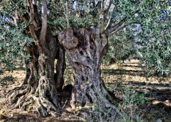 ismea-moratoria-mutui-per-imprese-colpite-da-xylella