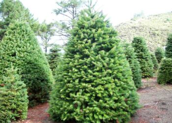 decalogo-per-un-natale-green