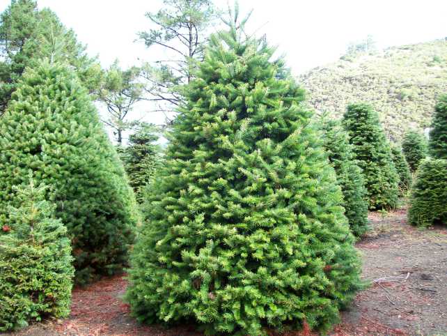 decalogo-per-un-natale-green