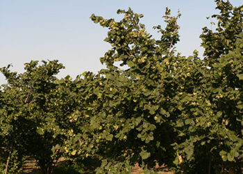 basilicata-si-punta-sulle-nocciole