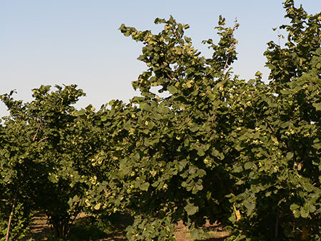 basilicata-si-punta-sulle-nocciole