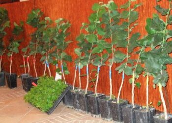 dal-nocciolo-grandi-opportunita-economiche