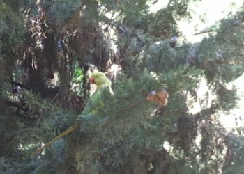 italia-nuova-legislazione-ambientale-in-arrivo