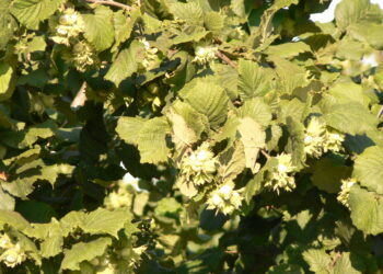 ogm-pasticcio-normativo-europeo